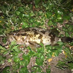 タケノコメバル