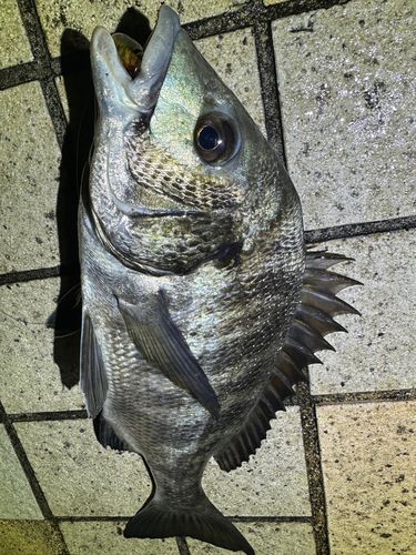 クロダイの釣果