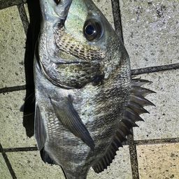 クロダイ