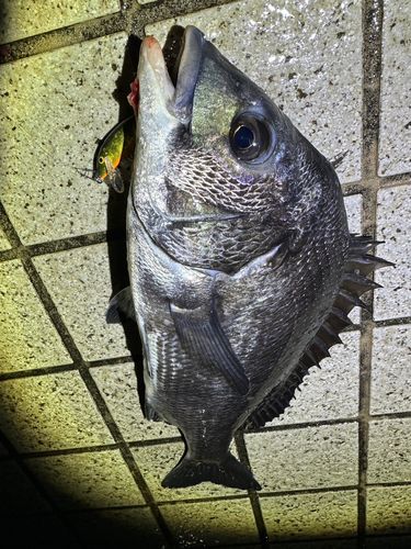 クロダイの釣果