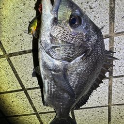クロダイ