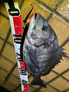 クロダイの釣果