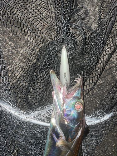 タチウオの釣果