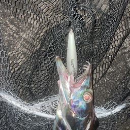 タチウオ