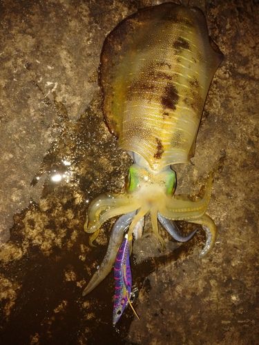 アオリイカの釣果