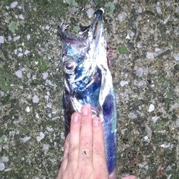 タチウオ