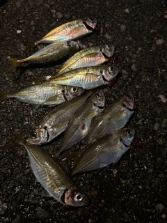 アジの釣果