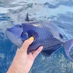 アカモンガラ