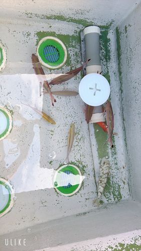 グルクンの釣果