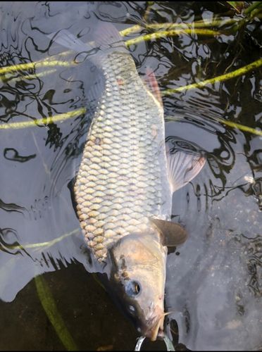 コイの釣果
