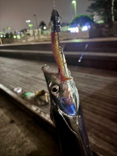 タチウオの釣果