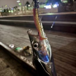 タチウオ