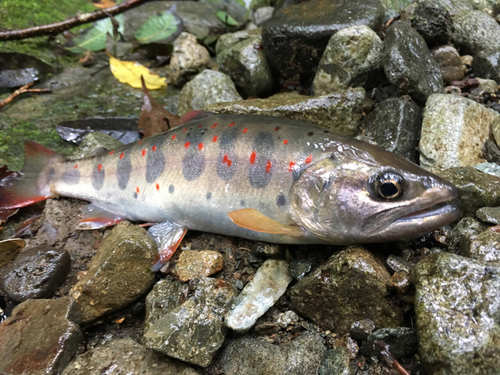 アマゴの釣果