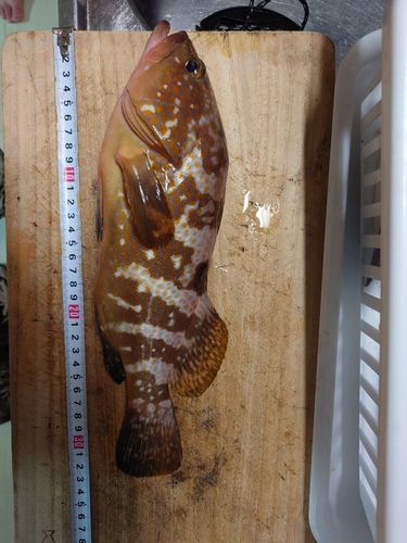 アコウの釣果