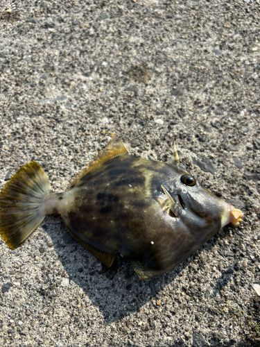 カワハギの釣果