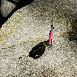 アオリイカ