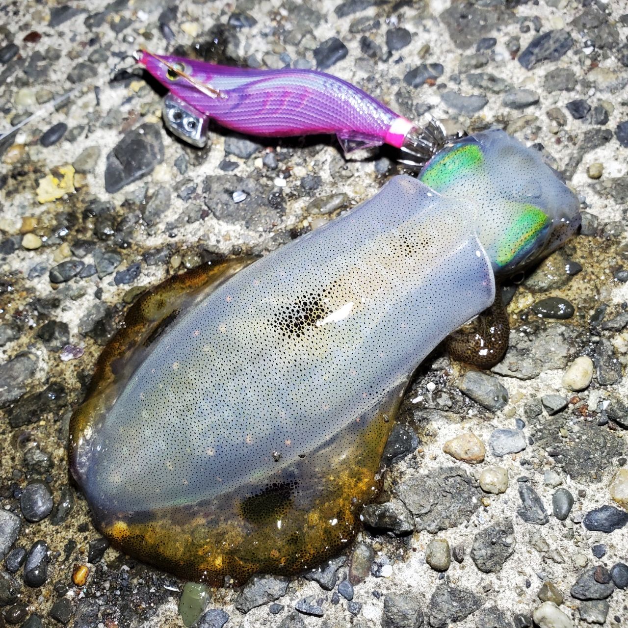 アオリイカ