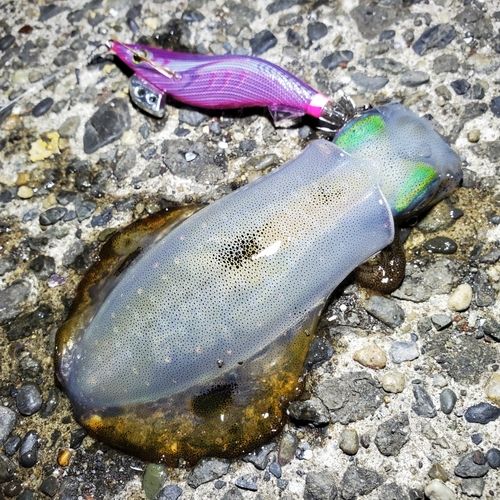 アオリイカの釣果