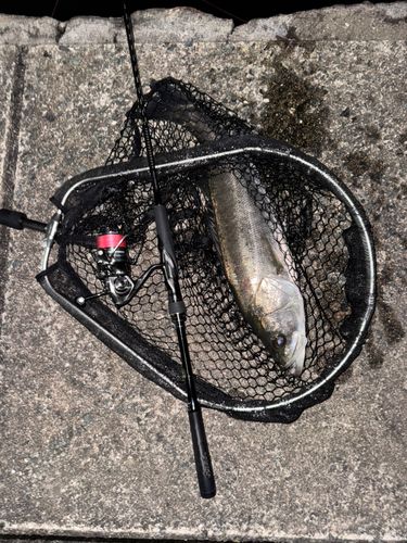 スズキの釣果