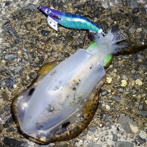 アオリイカの釣果