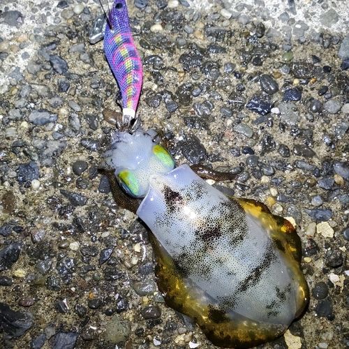 アオリイカの釣果