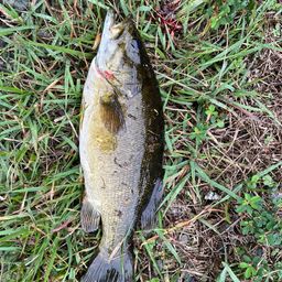 スモールマウスバス