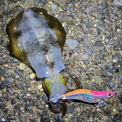 アオリイカの釣果