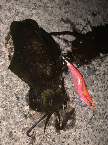 アオリイカの釣果