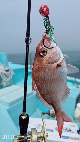 タイの釣果