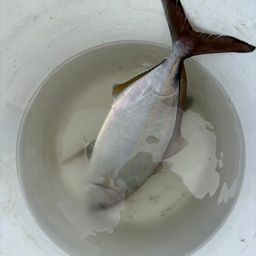 シオ