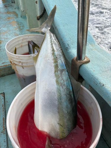 渥美湾