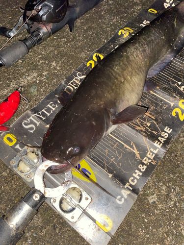ナマズの釣果