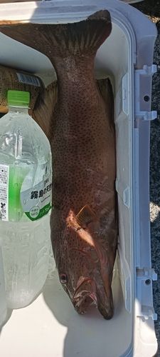 スジアラの釣果