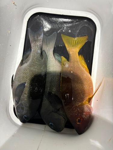 イシダイの釣果
