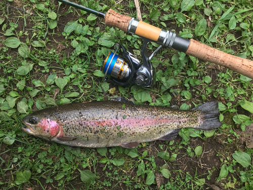 ニジマスの釣果