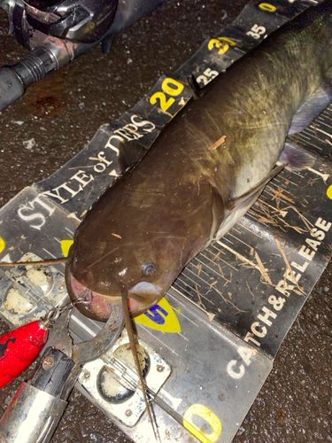 ナマズの釣果