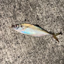 アジ