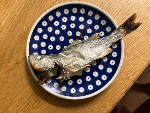 セイゴ（マルスズキ）の釣果