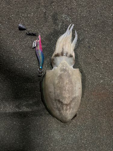 コウイカの釣果