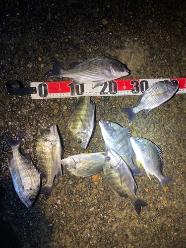 クロダイの釣果