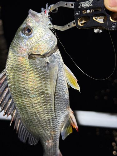 キビレの釣果