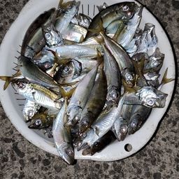 アジ