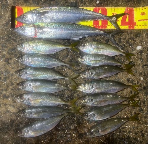 サゴシの釣果