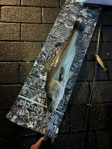フッコ（マルスズキ）の釣果