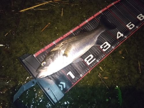 衣浦湾
