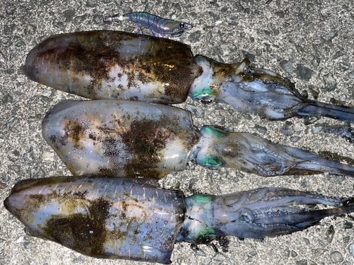 アオリイカの釣果