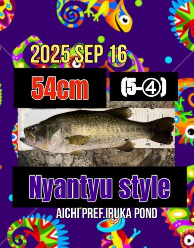 ラージマウスバスの釣果