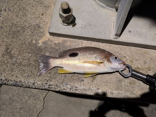 クロホシフエダイの釣果