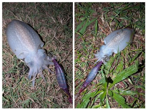 シリヤケイカの釣果