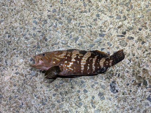 アコウの釣果